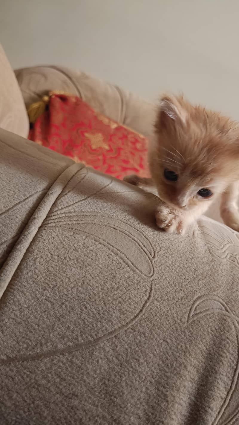 Orange kitten 3