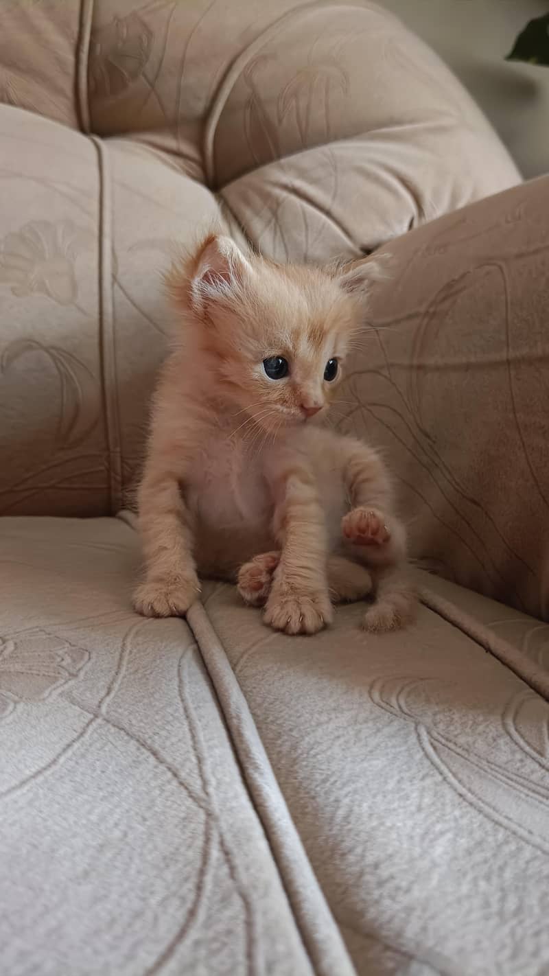 Orange kitten 4