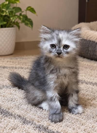 Cute Fluffy Grey Persian Kitten for Sale in Lahore| Healthy and active