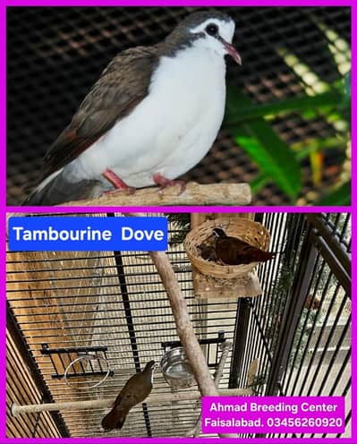 Tambourine Dove /Doves /Doves For Sale /Fakhta /All kind of Doves