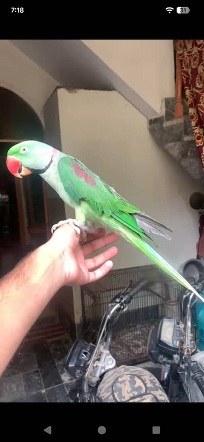 Alexanderine Raw Parrot Pair For Sale with Cage