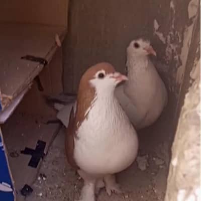 breader pair sherazi pegion