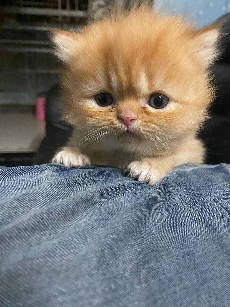 Kitten 0