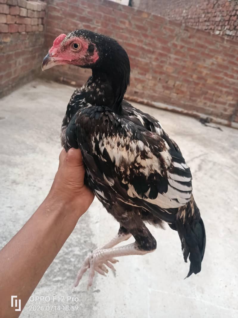 cheena 2