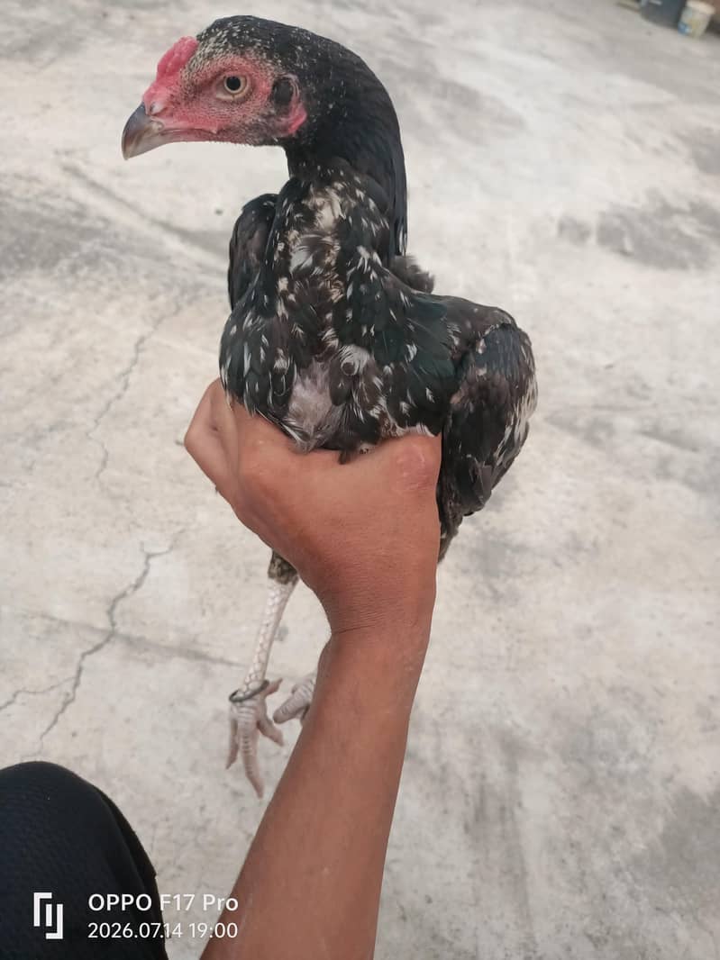 cheena 3