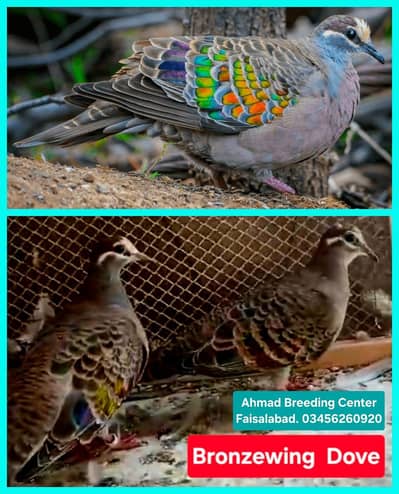 Bronzewing Dove /Doves /Doves For Sale /Fakhta /All kind of Doves