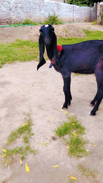 goat | amratsri  | bakri | Sheep |kajla |0300-0091606