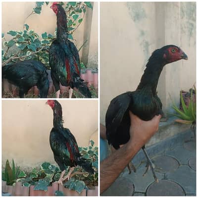 Aseel lasani pair for sale .