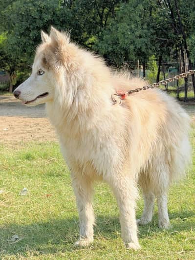 Husky Male for stud