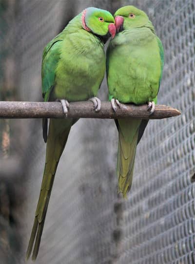 breader pair for sale