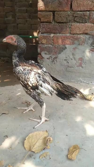 Aseel chicks for sale