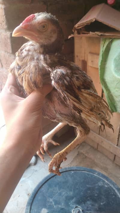 Aseel chicks for sale