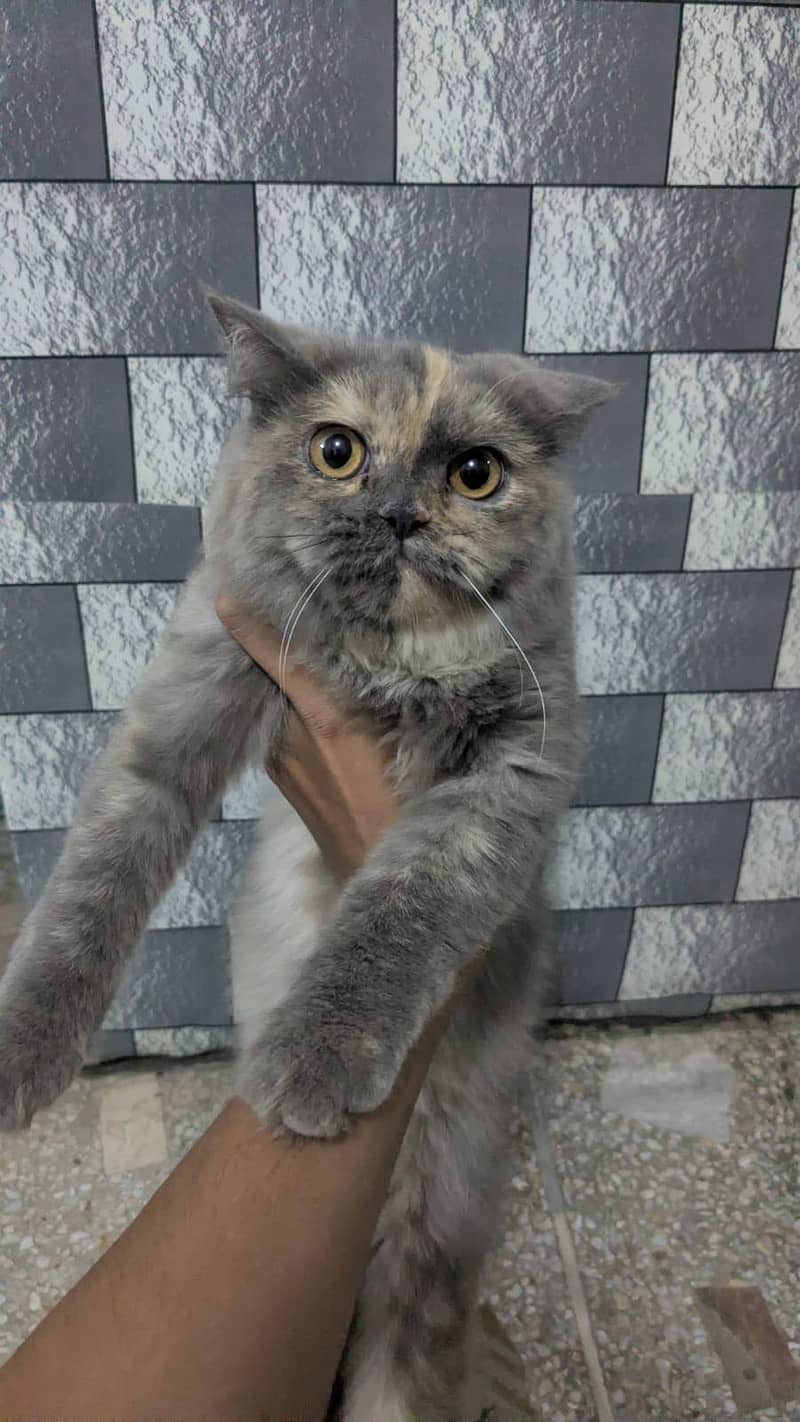 Persian cat 0