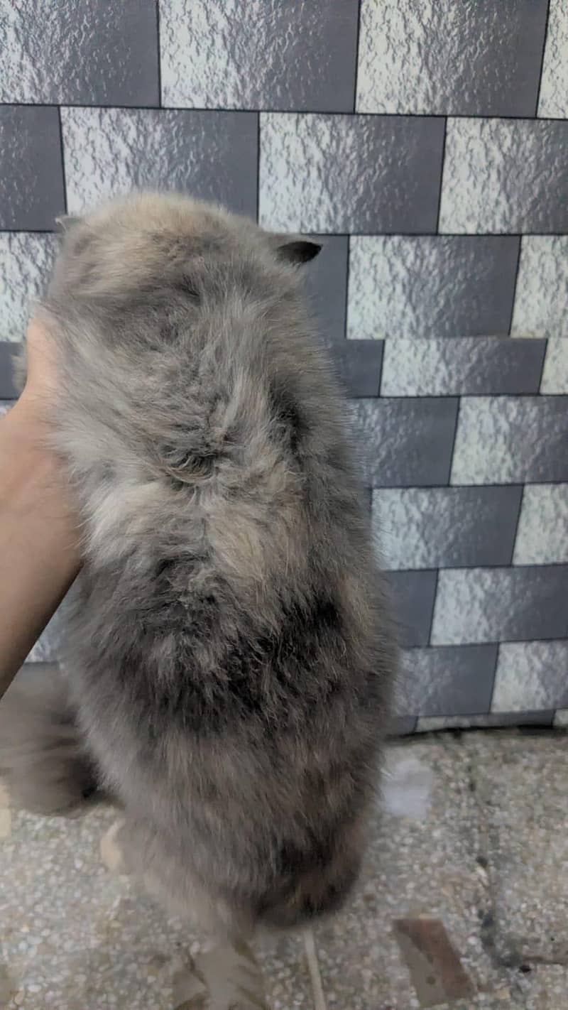 Persian cat 1