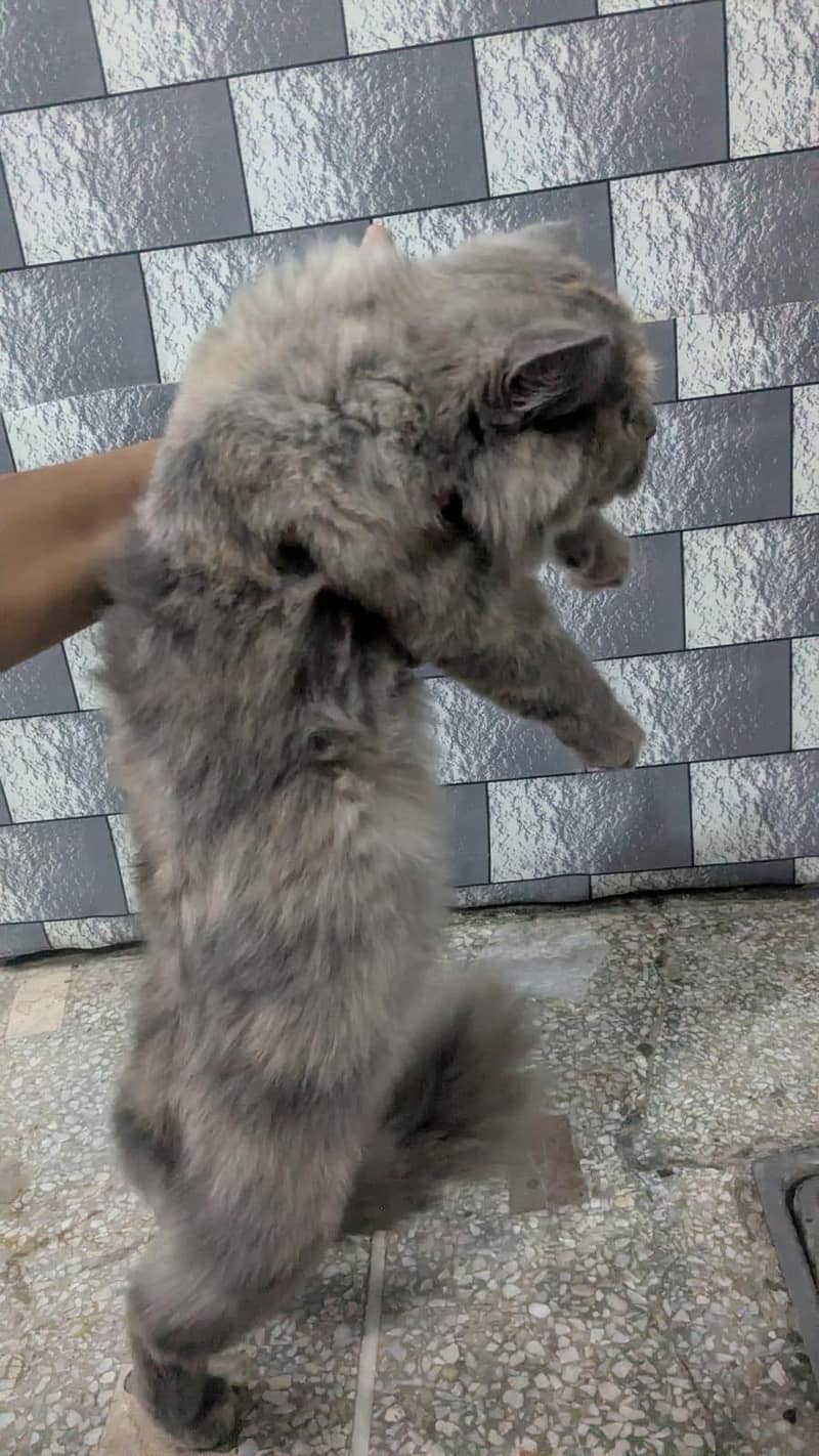 Persian cat 2