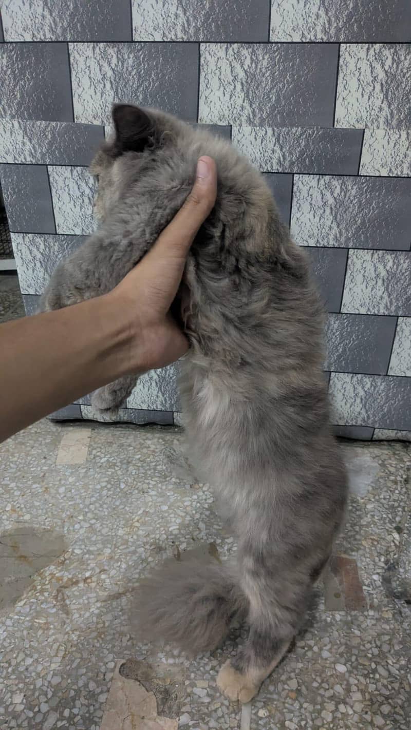 Persian cat 3