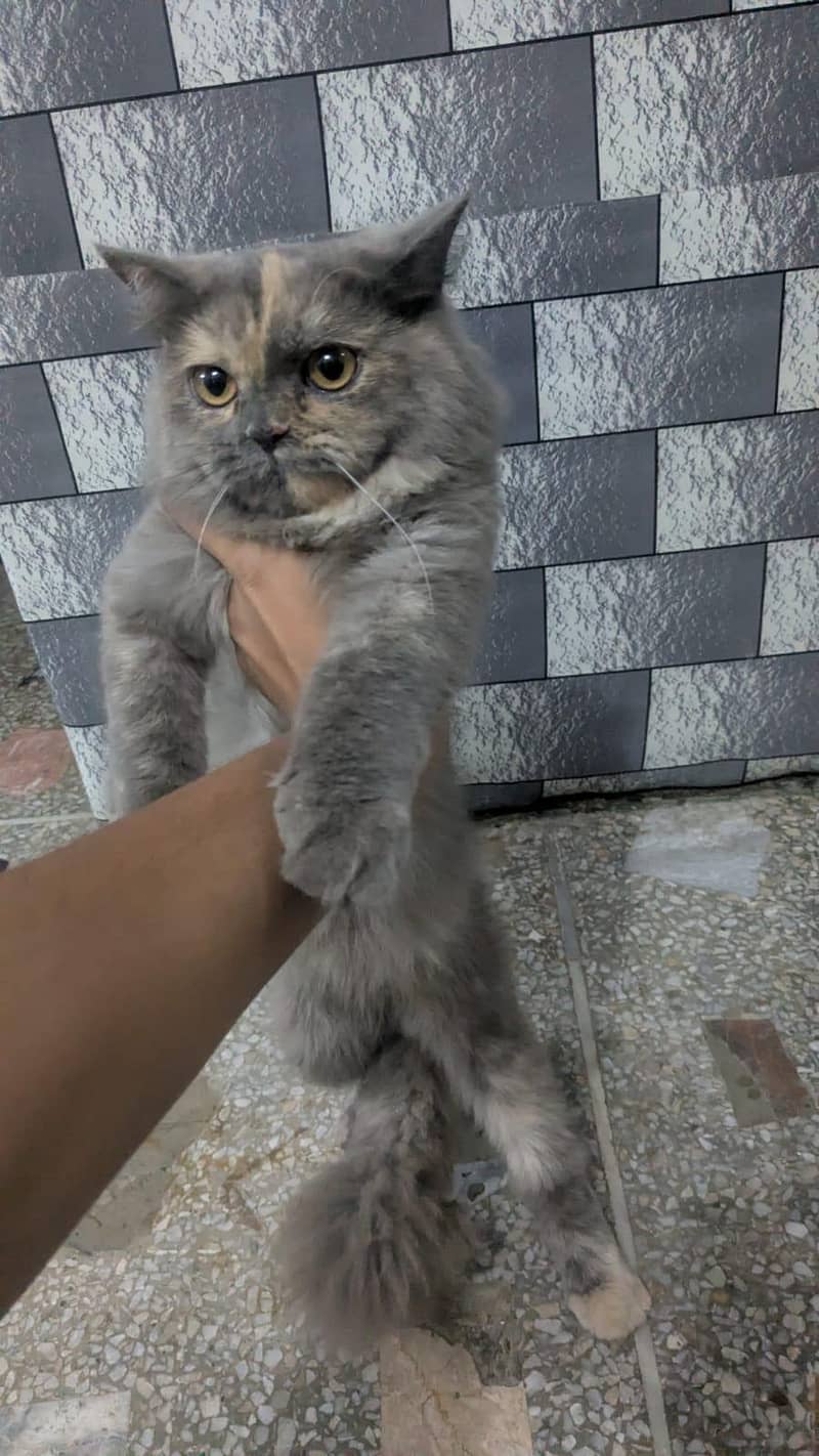 Persian cat 4