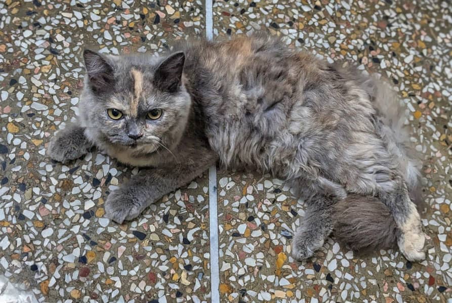 Persian cat 5