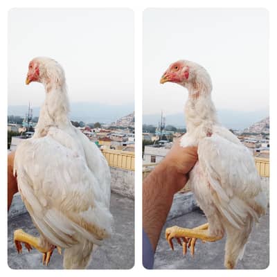 Heera Aseel Male and black mushki
