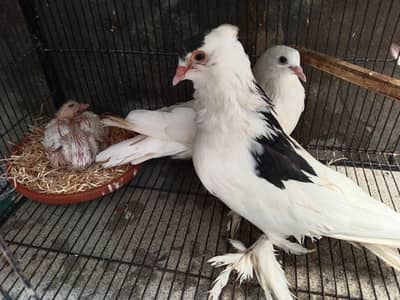 big size fanci breder pair