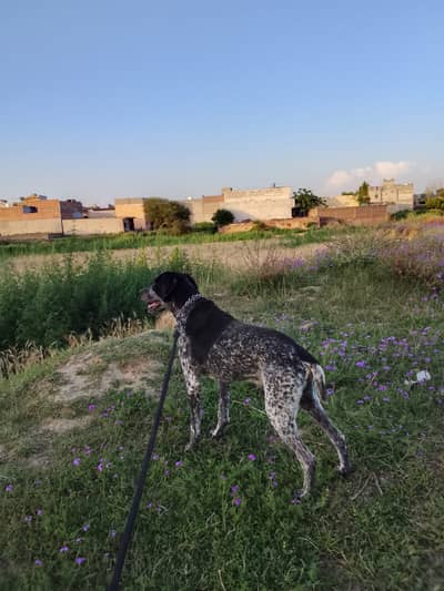 German pointer