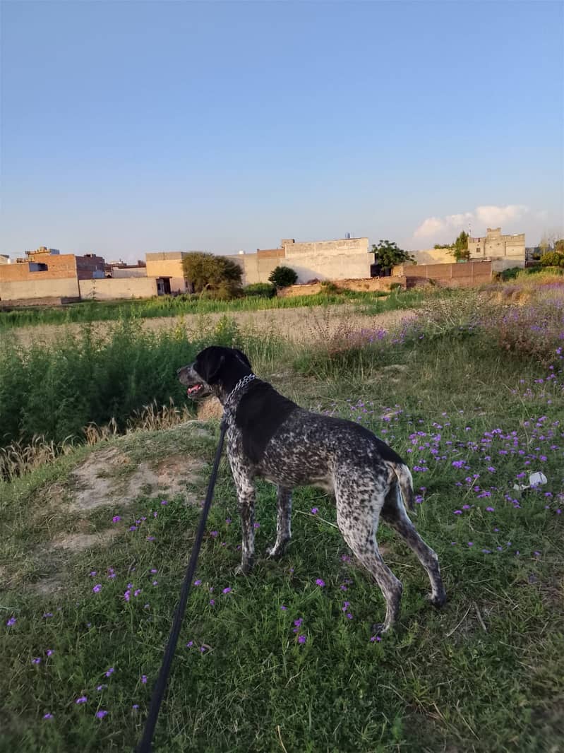 German pointer 0