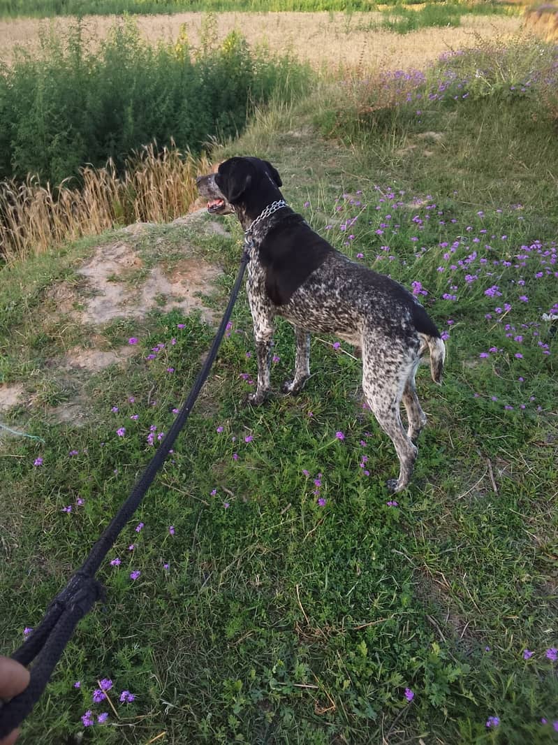 German pointer 1