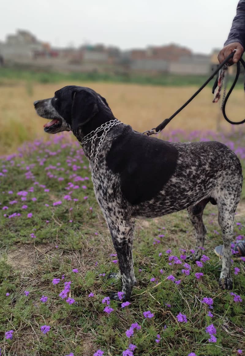 German pointer 2