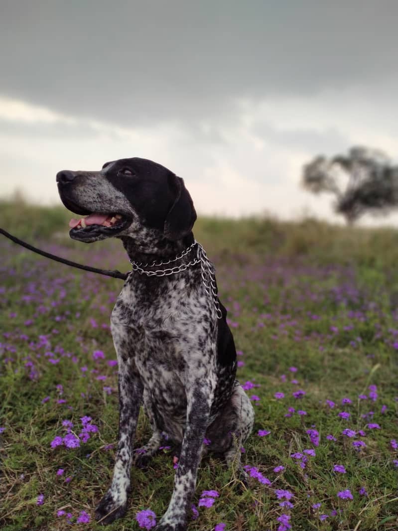 German pointer 3