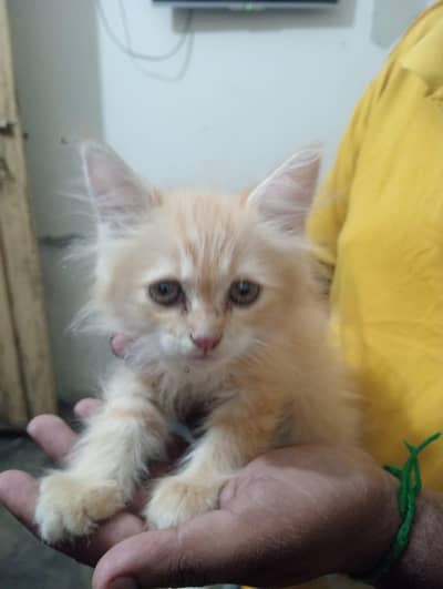 Persian cat