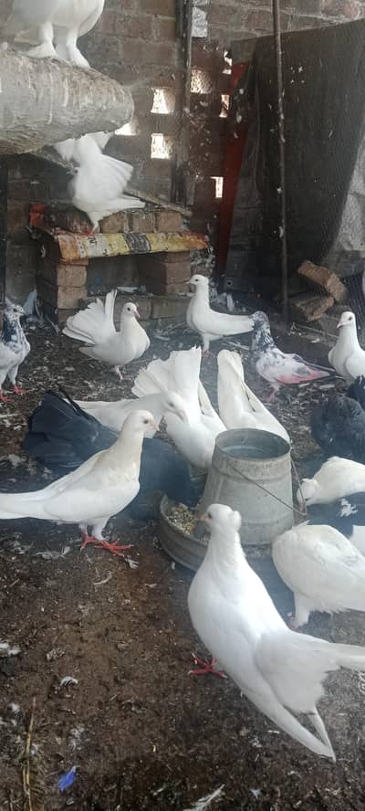 Pigeon pair