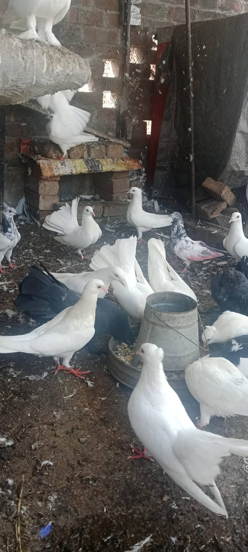 Pigeon pair 0
