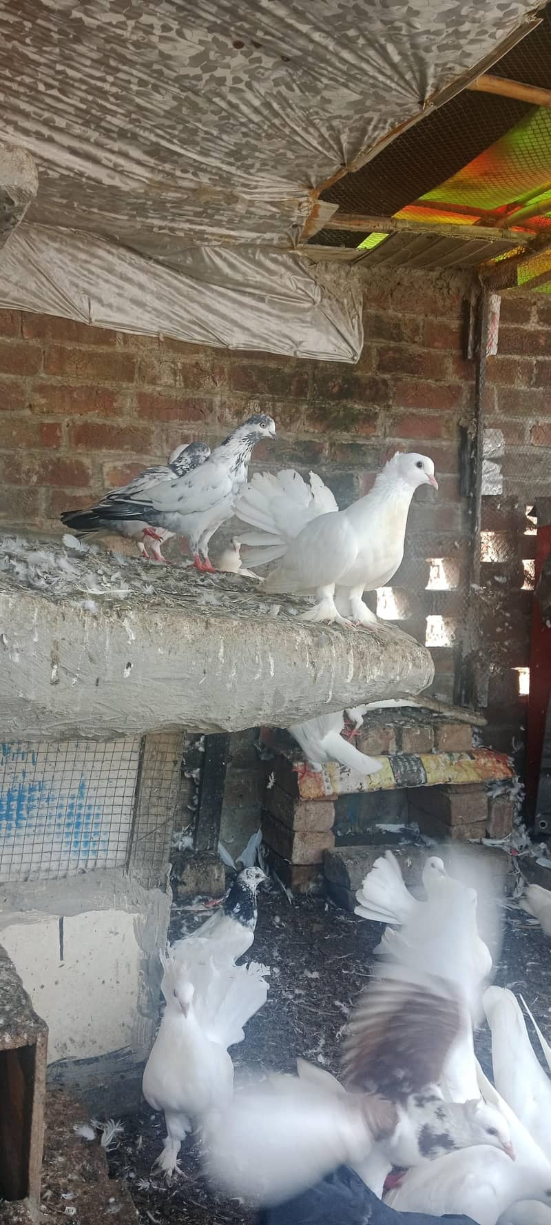 Pigeon pair 4