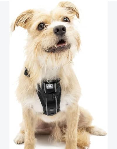 Kurgo Trump fit enhanced  strength dog harness  belt