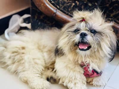 Top Quality Pedigree Shihtzu male For S. T. UD service