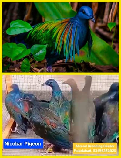 Nicobar Pigeon /Doves /Doves For Sale /Fakhta /All kind of Doves