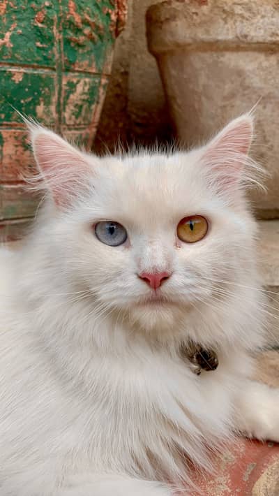 Persian Cats | Triple Coated | Doll Face Cats | Persian Cats