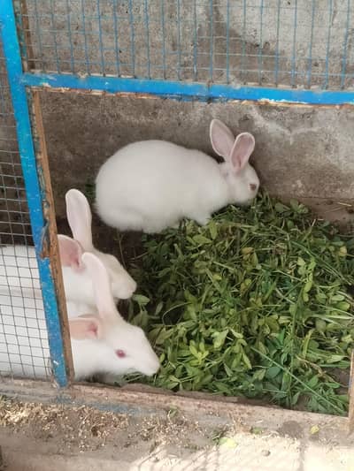 white color red eyes rabbits