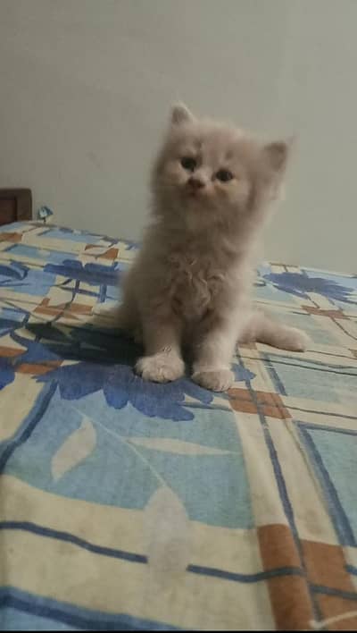 2 kitten for sale