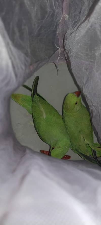 RINGNECK