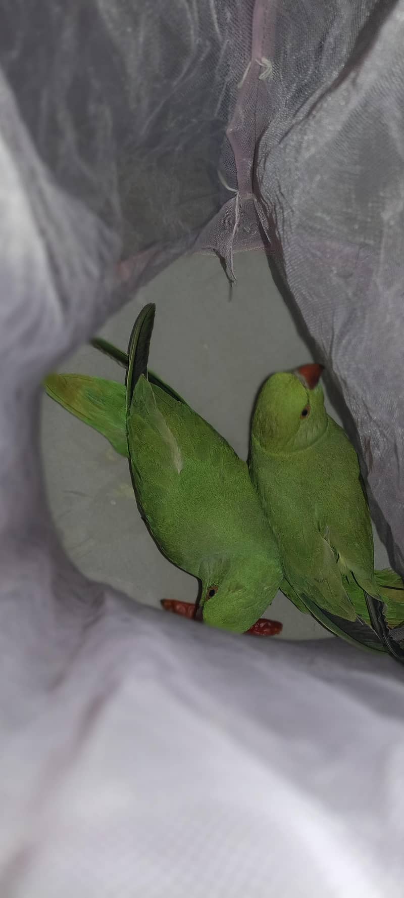 RINGNECK 0