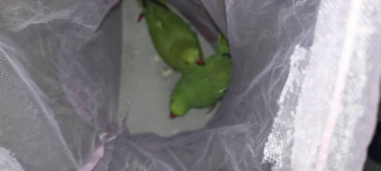 RINGNECK 1