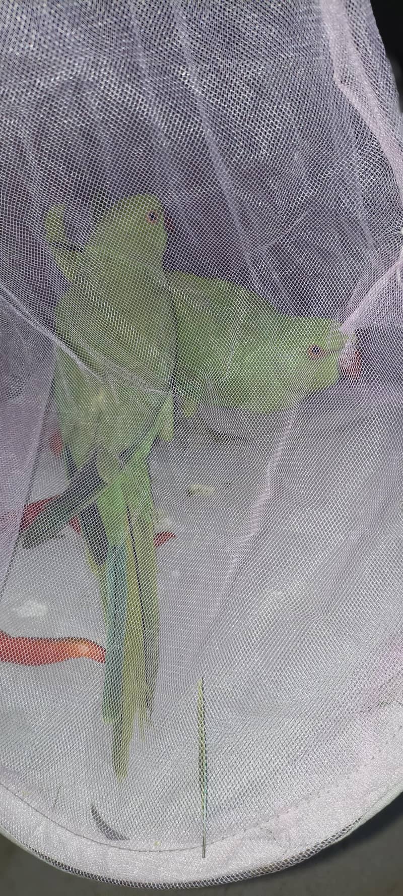 RINGNECK 2