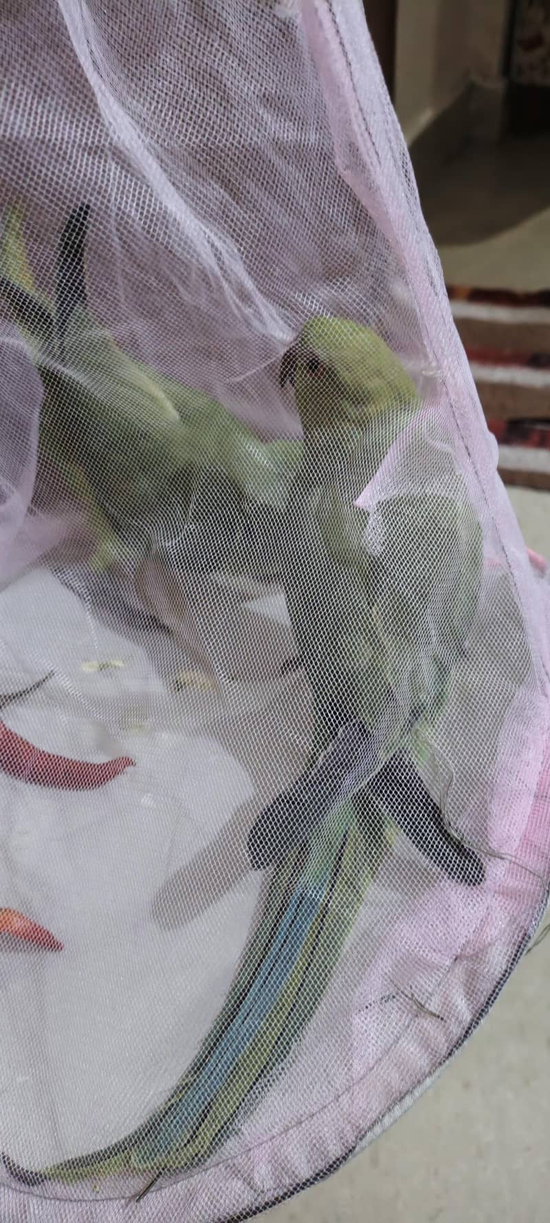 RINGNECK 3