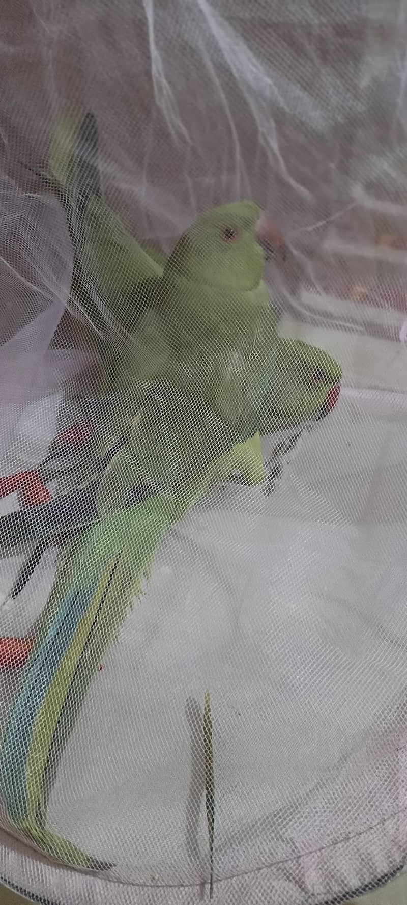 RINGNECK 4