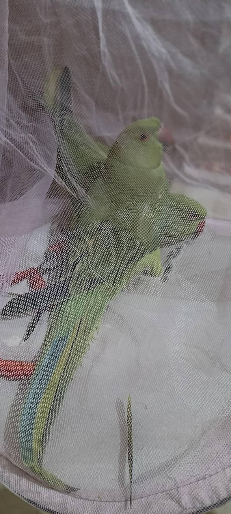 RINGNECK 5