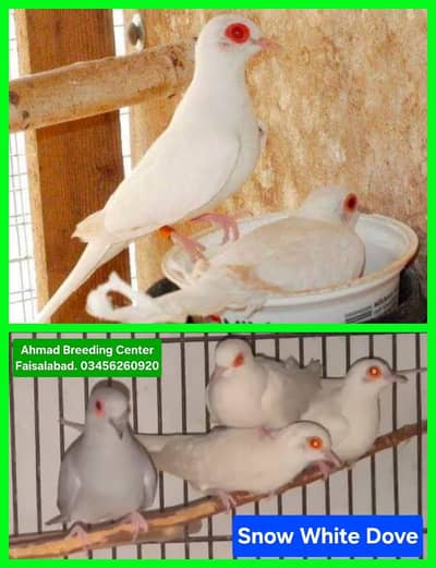 Snow White Dove /Doves /Doves For Sale /Fakhta /All kind of Doves
