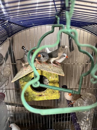 Zebra Finches