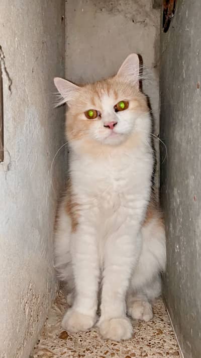 Persian Cats | Triple Coated | Doll Face | Punch Face | Persian Cats
