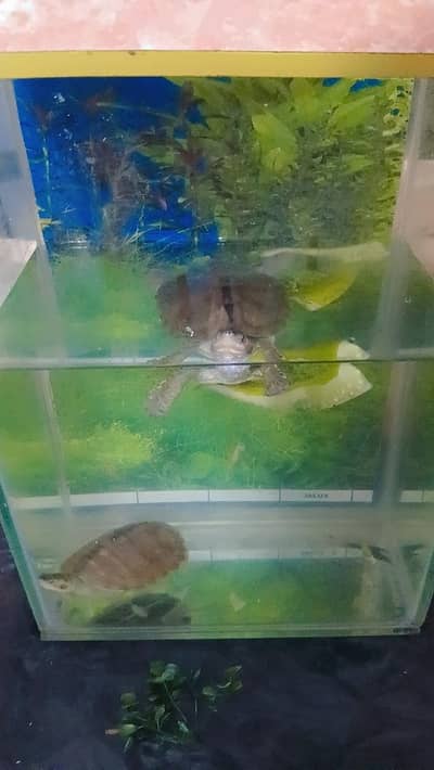 turtle